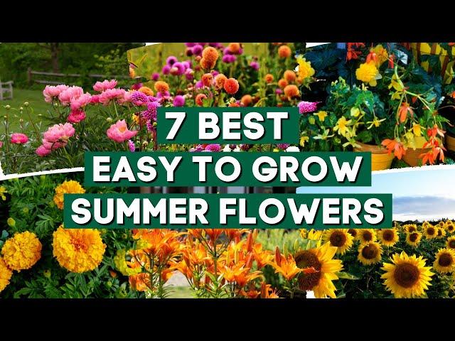 7 Easy to Grow Summer Flowers to Plant in Your Garden // PlantDo Garden 