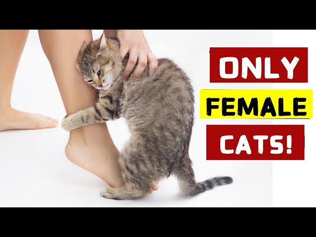 Super Weird Things Only Female Cats Do for Their Owners and Why!