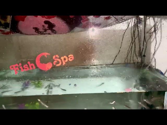 How to Care for Garra Rufa Fish गर्रा रूफा मछली की देखभाल कैसे करें Oder Fish 8447174348