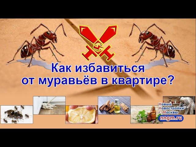 Как избавиться от муравьёв в квартире