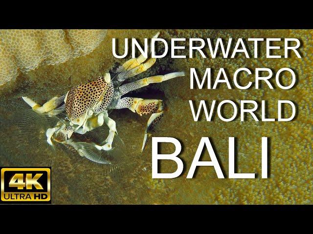 MACRO WORLD BALI / 4K / BEAUTIFUL UNDERWATER WORLD