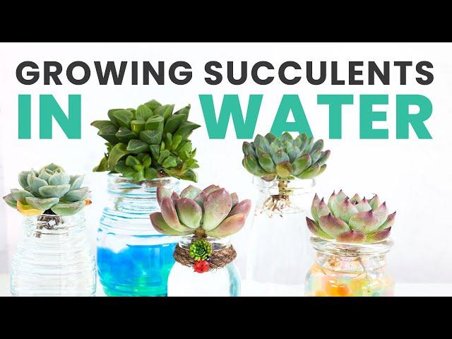 A SIMPLE GUIDE TO GROWING SUCCULENTS IN WATER | SUCCULENT HOW TO | SUCCULENT CARE TIPS