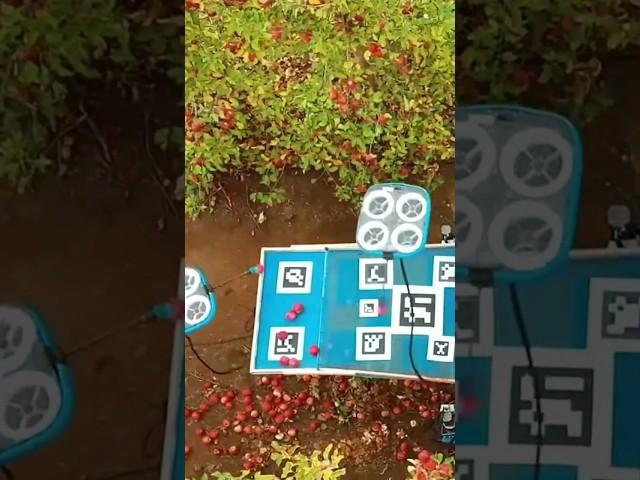 Apple Picking with AI Harvesting Drones 