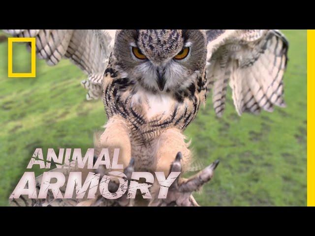 Terrifying Talons | Animal Armory