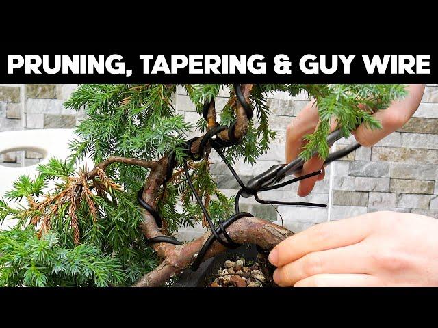 Squamata Juniper Cascade Bonsai - Trunk Tapering & Wiring Techniques