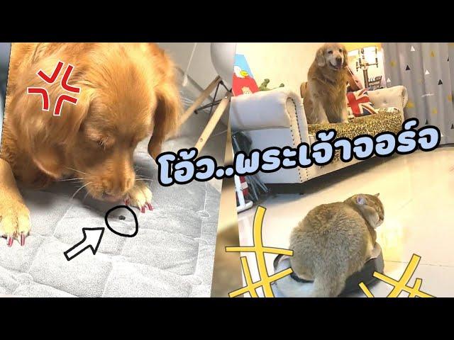 รวมคลิปหมาแมวตลกๆฮาๆ สัตว์เลี้ยงน่ารัก l Smile Animal funny cat videos & funny dog