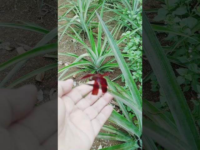 red dragonfly#nature #farmlife