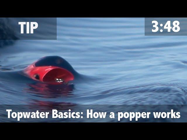 Topwater Basics: How a Popper Works