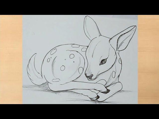 pencil drawing of Baby deer || simple deer drawing
