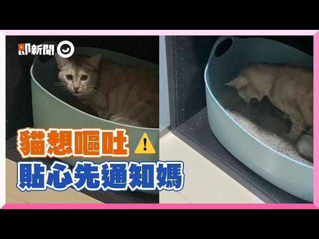 貓嘔吐前先通知媽　獲同意才爆噴 #Shorts