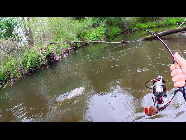 Brown Trout Fishing | HUGE Trout in a TINY Creek
