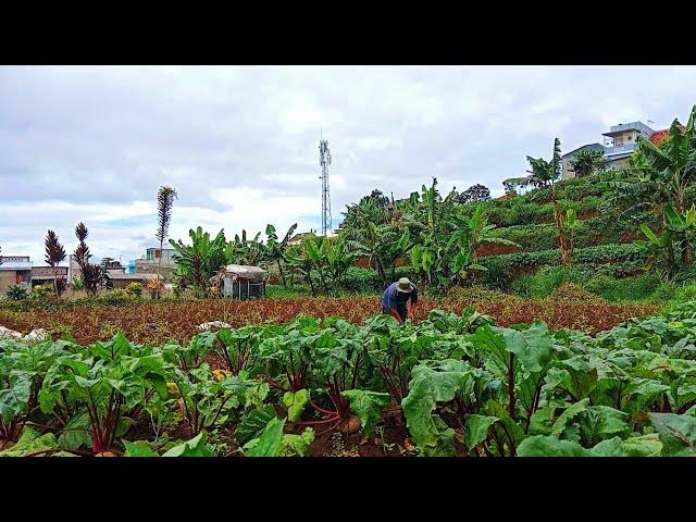 tough farmer from Indonesia | vegetable heaven | rural life indonesia