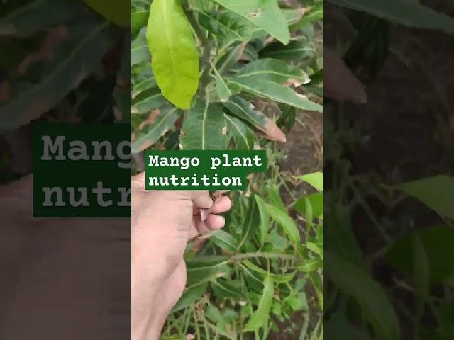 deficiency of potacium in mango plant symptoms