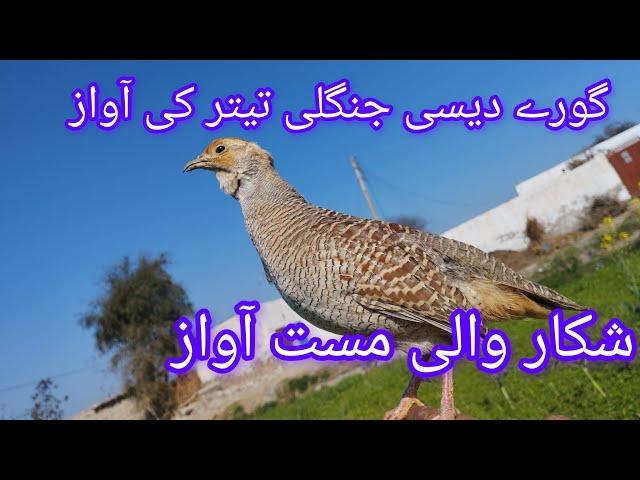 Gorry Tetar ke awaz # Shkar wali awaz #tetar #atif #dasi #viral #birds #bimari #dhkni #irani tetar#