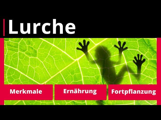 Lurche: Merkmale, Ernährung, Fortpflanzung – Biologie | Duden Learnattack