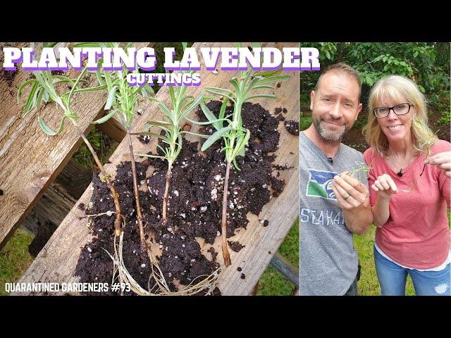  Planting Lavender Cuttings (take 2) - QG Day 93 