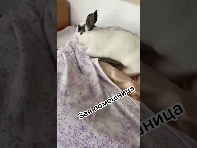 Зая помощница