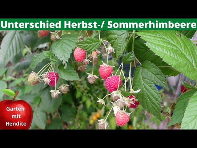 Unterschied Sommerhimbeere - Herbsthimbeere | Wie Himbeeren schneiden?