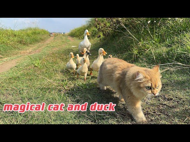 The kitten actually took the mother duck and ducklings for a run outdoors. So cute and funny!