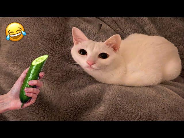 So Funny Cats Videos Clips| Funny Pets | Kitty Vines