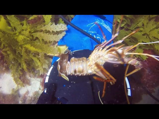 Mandurah Feb dive 2020 Still Crays around