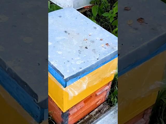 Что делать? Пчелы не принимают молодую матку #пчелаглу #пчеловодство #пчеловодство2023