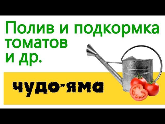 Универсальный способ полива  подкормки томатов и др.