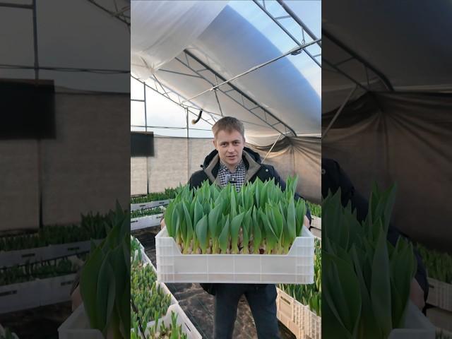 Тюльпаны 2025 #васькапилот