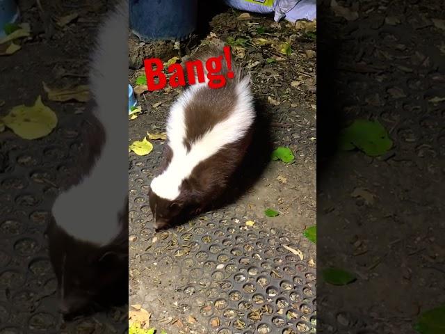 Skunks Don't Like Loud Noise #shorts #skunks #wildlife #noise