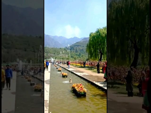 Beautiful Views of Asia's biggest Tulip Garden #jannat #gulzar #kashmir #trending #youtube #videos