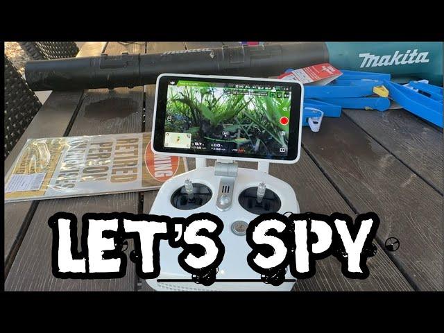 DRONE: Looking for the feral  horses