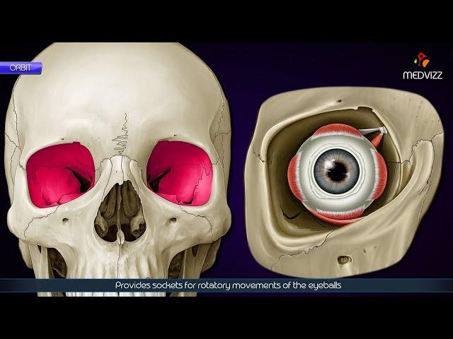 Orbit Anatomy Animation: Borders, Relations and Contents: MBBS 1st year