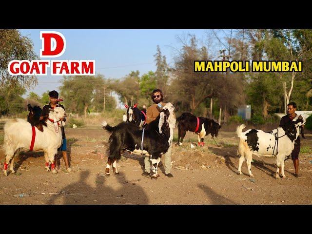 D Goat Farm Ke Big  Kota Goat’s At New Setup In Mahpoli