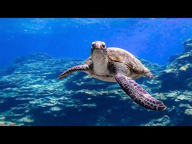 Visiting Tokyo's Hawaii, a Hidden Island with Sea Turtles | Hachijojima Island LAVA SAUNA & VILLA