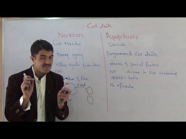 Necrosis and apoptosis urdu hindhi by dr Hadi