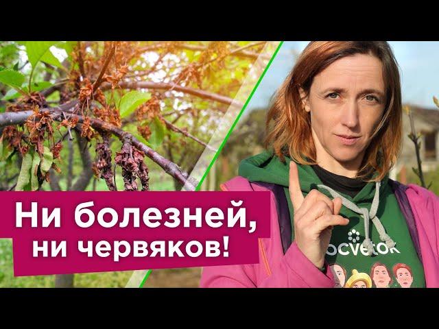 СРОЧНО ОБРАБОТАЙТЕ ВИШНЮ И ЧЕРЕШНЮ ОТ БОЛЕЗНИ, КОТОРАЯ “СЖИГАЕТ” ДЕРЕВЬЯ В МОМЕНТ!