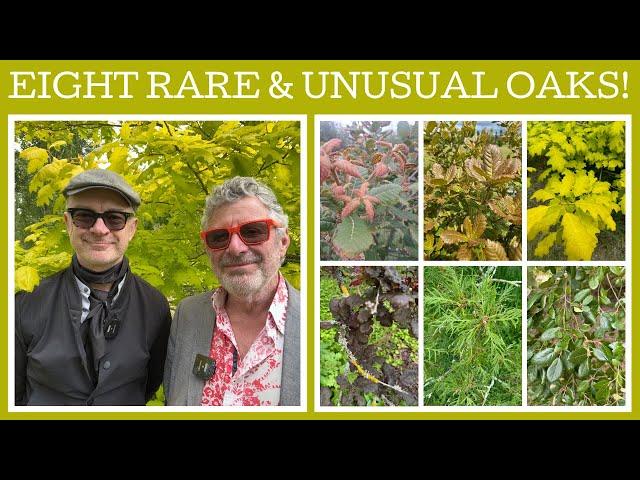 Plant Profile: Eight rare & unusual oaks!