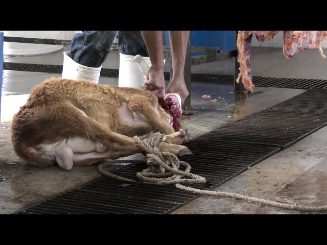 Mexican slaughterhouses - An investigation by Animal Equality