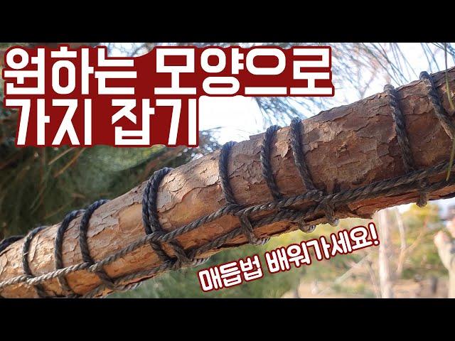 [소나무 개작 1편]겨울에도 부러지지 않는 건강하고 튼튼한 목대 개작 방법! (모든 수종에 적용 가능!)[전원주택 소나무]