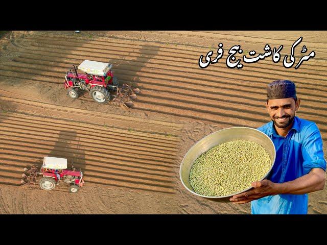 Sab ki Favourite Sabzi Laga di Alhumdullillah مٹر کاشت کر دیے