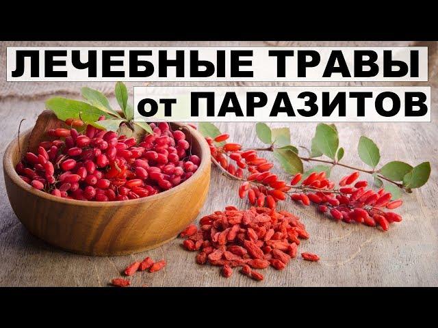 КАК ИЗБАВИТЬСЯ ОТ ПАРАЗИТОВ с помощью трав и специй.