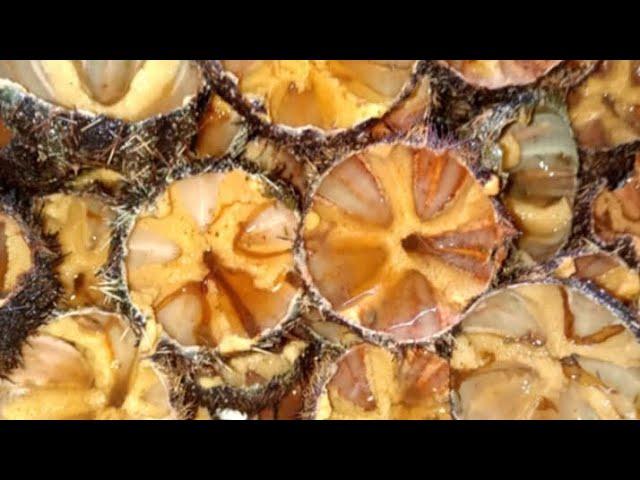 ADVENTURE SEA URCHIN YUMMY MUKBANG