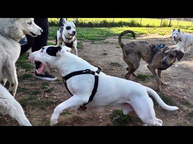 Bull Terrier In Two Fights At Dog Park (Is It The Breeds History?)