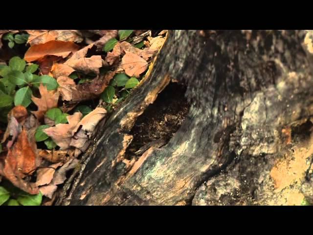 Natural History on the White Mountain National Forest