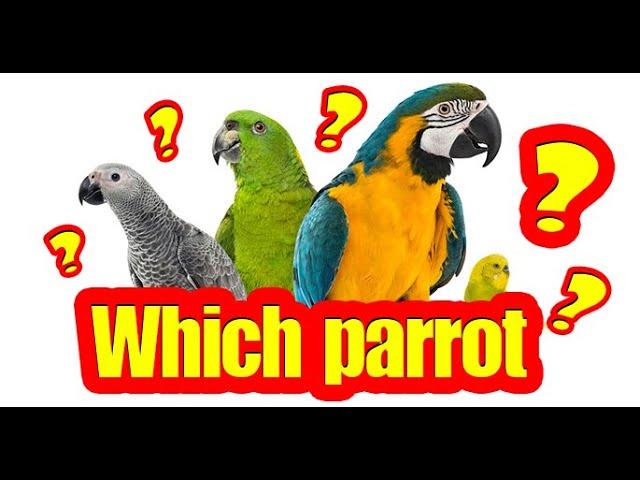 Which parrot is right for me?