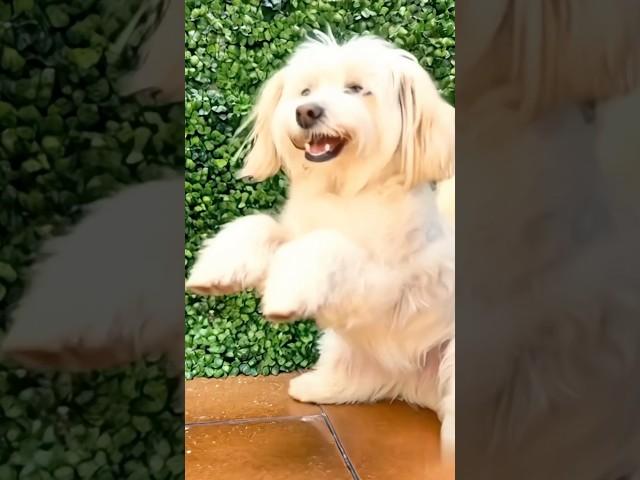 FIFI BAILANDO #axby #fifi #fifiana #dog #dogshorts #shorts #funny #memes #fyp #foryou #doglover