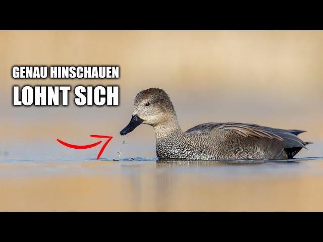 Gadwalls up close - Bird photography tutorial