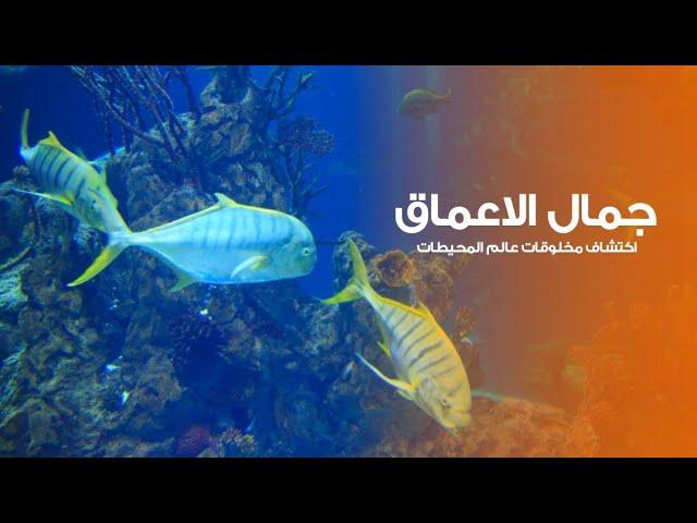 براري جمال الاعماق اكتشاف مخلوقات عالم المحيطات | كويست عربية Quest Arabiya
