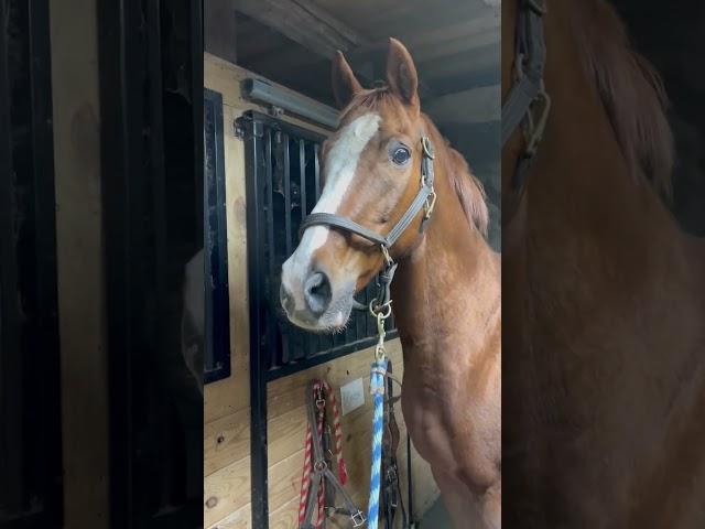 Hilarious Horse Has A Meet Cute With Donkey!