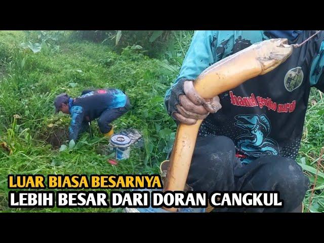 PEMANCING BELUT PASTI TERGODA MELIHAT HASIL SANGAT BESAR-BESAR SEPERTI INI